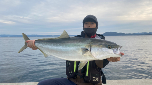 ブリの釣果