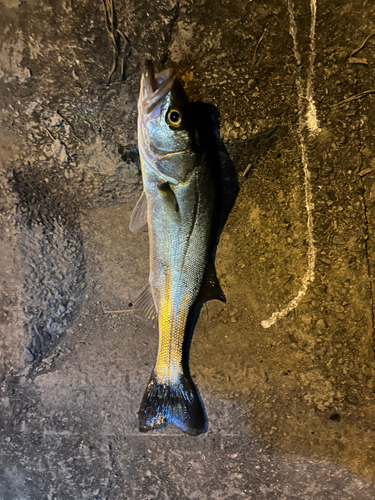 スズキの釣果