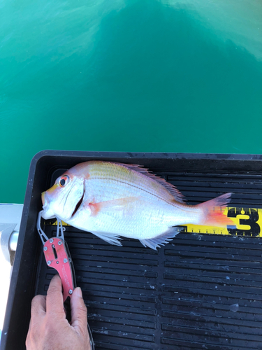 レンコダイの釣果