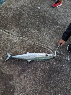 サワラの釣果