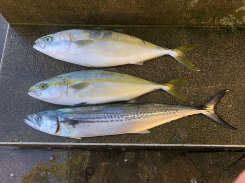 ハマチの釣果