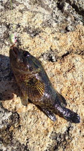 ムラソイの釣果