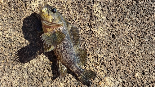 ムラソイの釣果