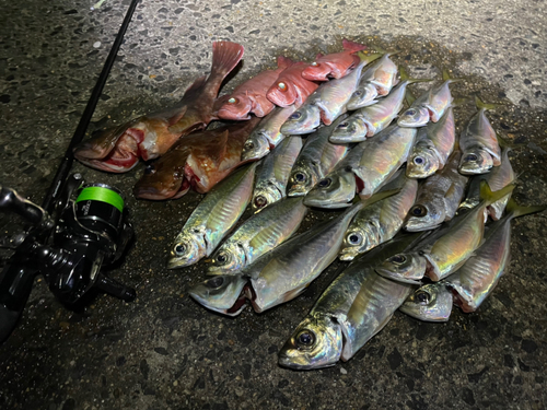 カサゴの釣果