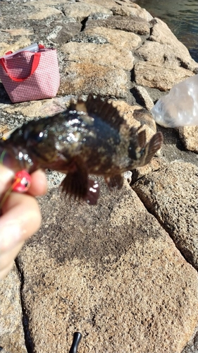 ムラソイの釣果