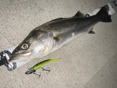 シーバスの釣果