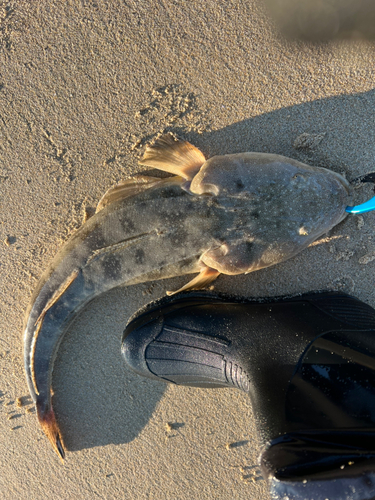 マゴチの釣果