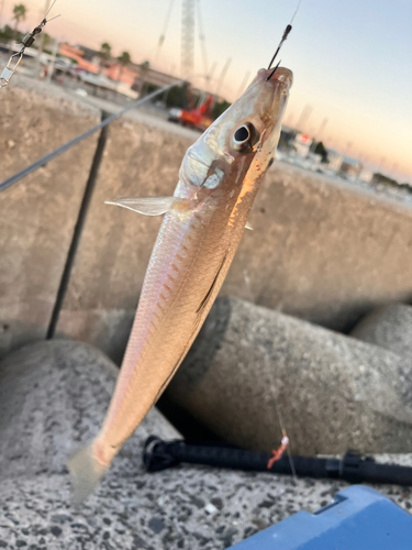 キスの釣果