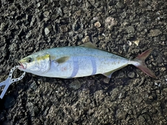 ハマチの釣果