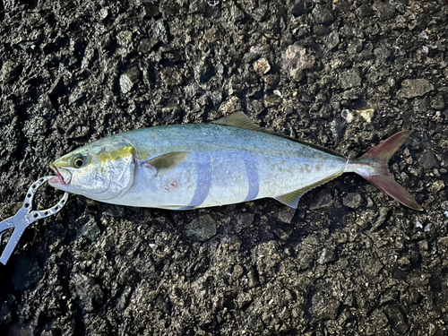 ハマチの釣果