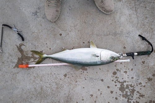 ワラサの釣果