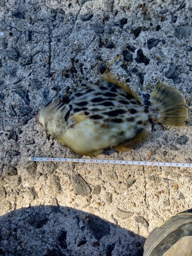 カワハギの釣果