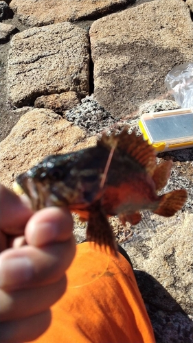 ムラソイの釣果