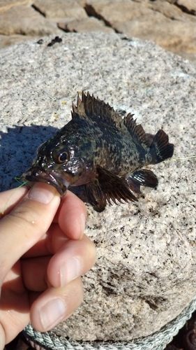 ムラソイの釣果