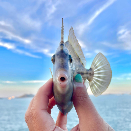 カワハギの釣果