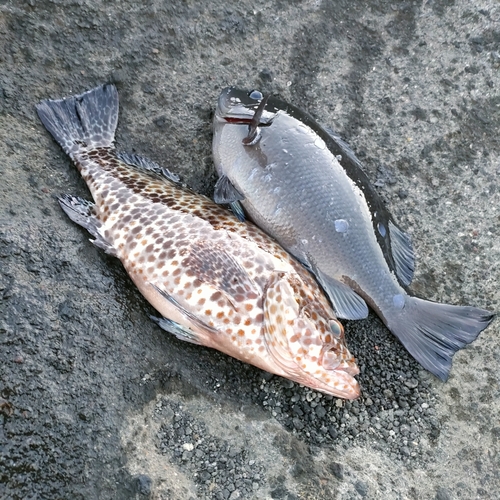 オオモンハタの釣果