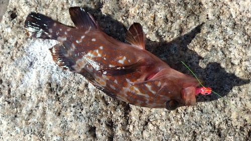 アコウの釣果