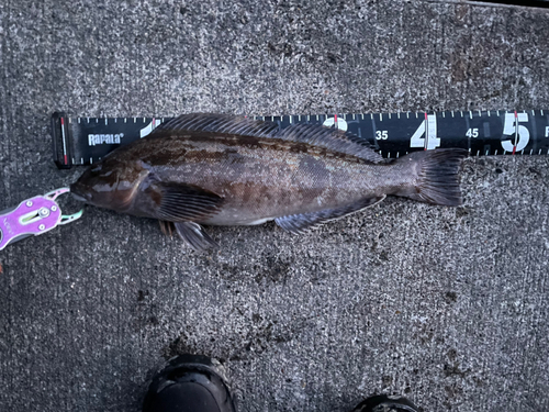 アブラコの釣果