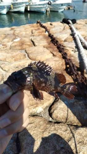 ムラソイの釣果