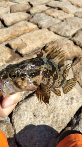 タケノコメバルの釣果