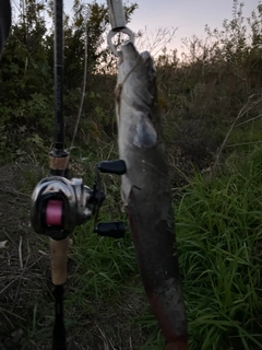 ニホンナマズの釣果