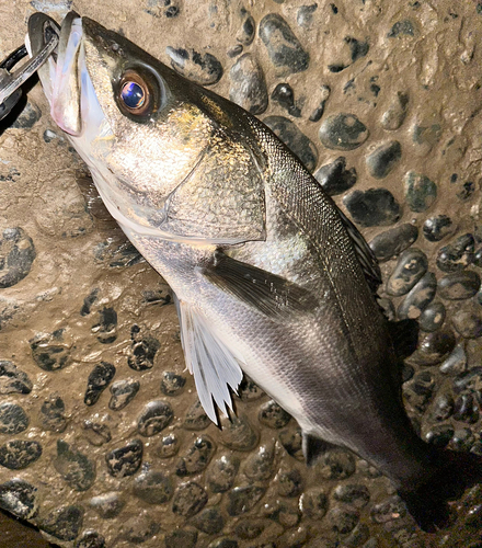 スズキの釣果