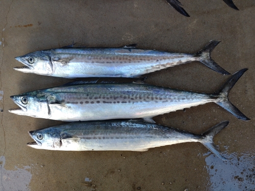 サゴシの釣果