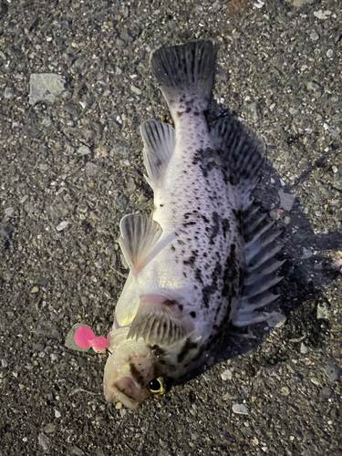 クロソイの釣果