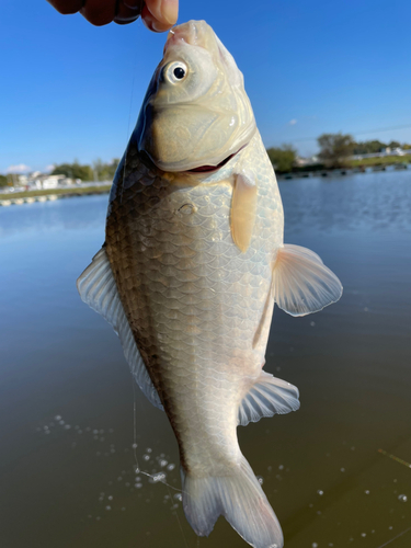 ヘラブナの釣果