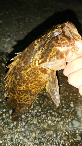 タケノコメバルの釣果