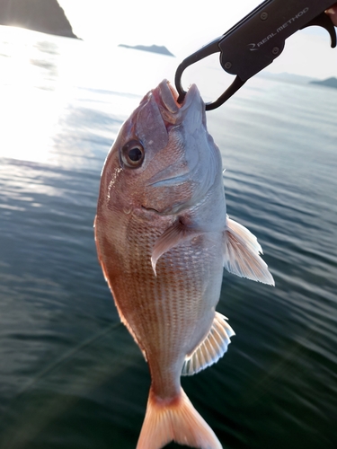 タイの釣果