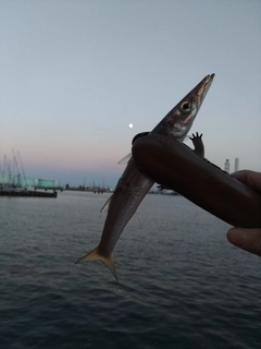 カマスの釣果