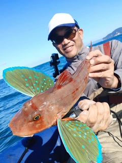 ホウボウの釣果