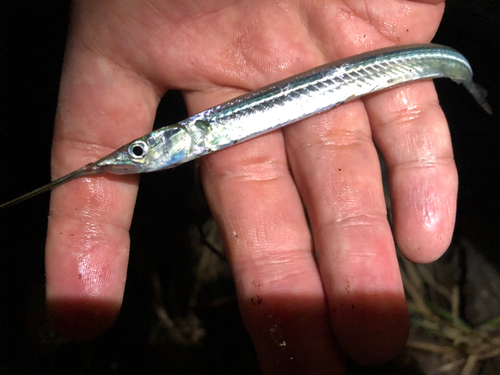 サヨリの釣果