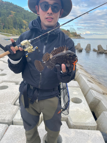 オウゴンムラソイの釣果