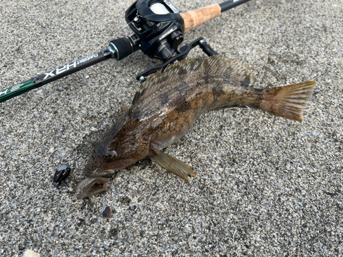 アイナメの釣果