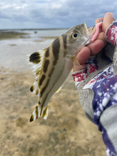 コトヒキの釣果