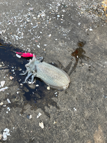 シリヤケイカの釣果