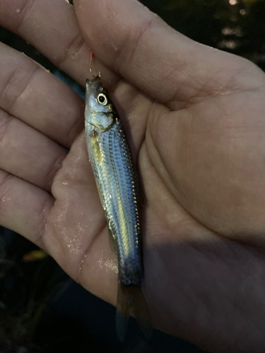 フナの釣果