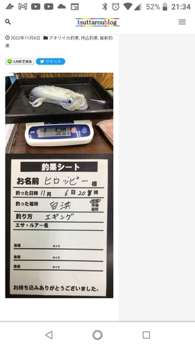 アオリイカの釣果