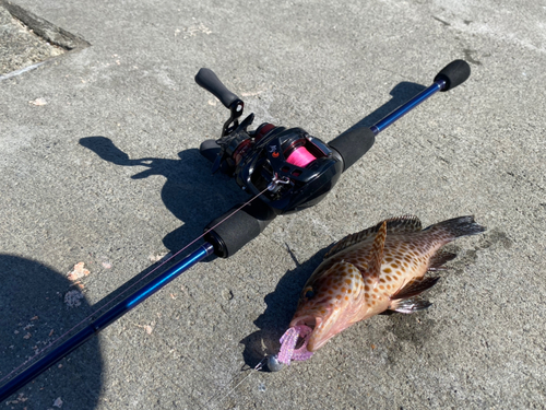 オオモンハタの釣果