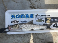 ニゴイの釣果