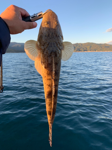 マゴチの釣果