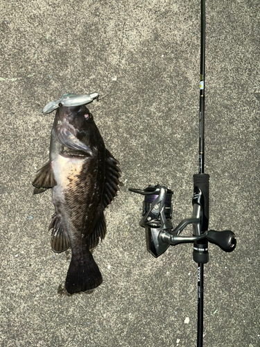 クロソイの釣果