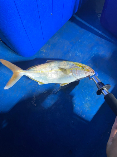 ショゴの釣果