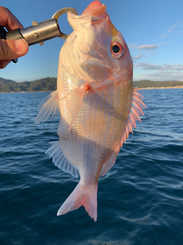 レンコダイの釣果