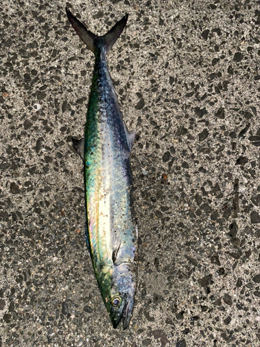 サゴシの釣果