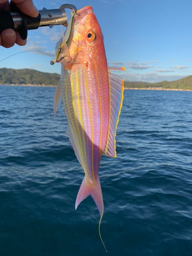 イトヨリダイの釣果