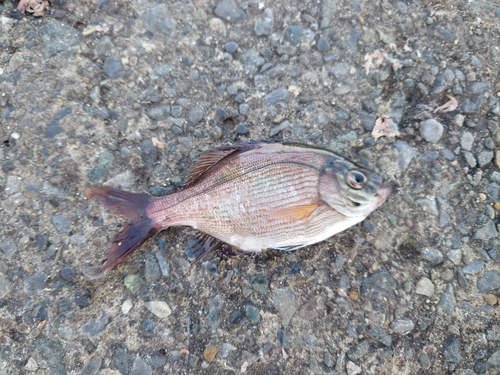 ウミタナゴの釣果