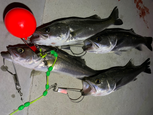 シーバスの釣果